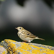 Tree Pipit  "Anthus trivialis"